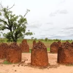 5 Tempat Wisata di Rute Sungai Gambia yang Wajib Anda Kunjungi