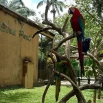 Petualangan di Taman Burung Bali: Mengenal Burung-Burung Langka dan Memukau di Bali
